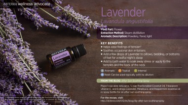 wa-lavender-2